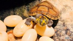 乌龟没有沙子会下蛋吗