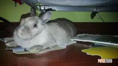 兔子吃纸箱有事吗
