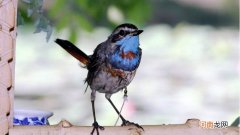 靛颏开食需要几天