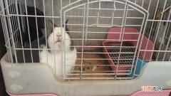 冬天兔子在笼子里面会冻死吗