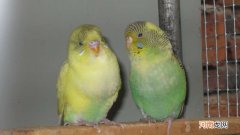 虎皮鹦鹉怀孕的症状