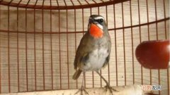 靛颏11月份开始换毛怎么回事