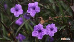 翠芦莉是多年生吗