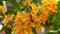 沉香桂是什么桂花品种