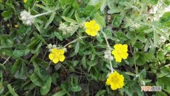 翻白草属于菊科吗