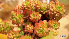 蒂亚用深盆还是浅盆