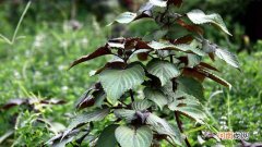 荏子是什么植物