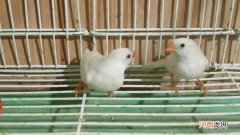 白珍珠鸟的寿命一般是多久