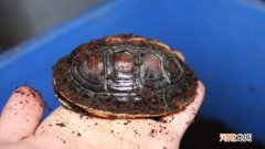 黄缘龟冬眠多久拿出来看一次