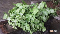 斑斓叶是什么植物