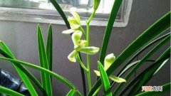 铁骨素兰花是什么品种