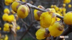 蜡梅是树还是花