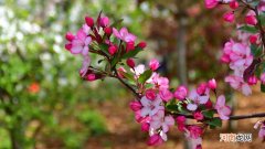 海棠花只剩树干了怎么办