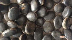平安豆是什么植物的种子