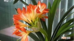 君子兰秋天能换盆吗