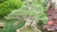 什么是小叶榆树