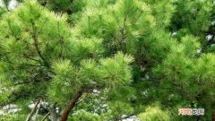 松柏一年四季都是什么颜色的