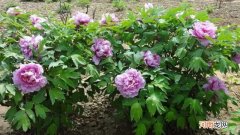 刚栽的牡丹秋发怎么办