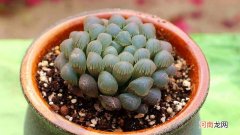 玉露干瘪变成咖啡色了怎么办