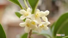 桂花开两次花怎么回事