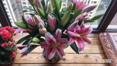 百合花开花后球要挖出来吗