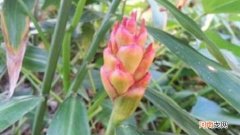 生姜开花是怎么一回事啊