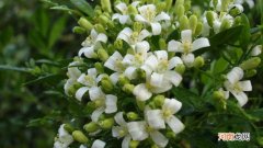 千里眼花是什么花