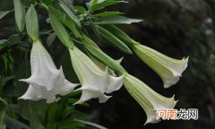 楼罗花是什么花