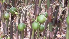 竹子会结果实吗