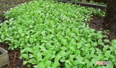 鸡毛菜和小白菜的区别