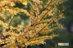 落叶松为什么叫落叶松