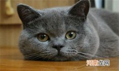 生下的小猫死了要立即拿走吗