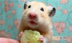 仓鼠与老鼠的区别在哪