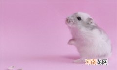 仓鼠可以吃螃蟹肉吗