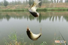 赤袖和金袖鱼钩什么区别