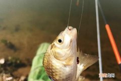 麝香粉钓鱼的使用方法