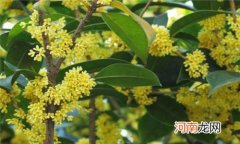 冠中秋是什么花