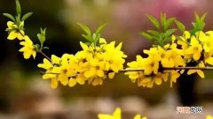 寸金花是什么花