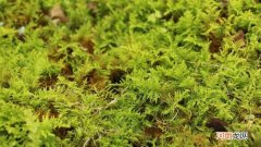 万年藓水草怎么养