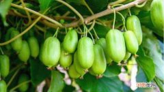 奇异莓是杂交品种吗