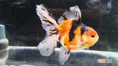 泰狮和百褶泰狮的区别