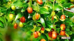 枣树结的枣生虫怎么办