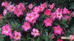 飘香藤黄叶掉叶是什么原因呢