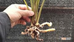 龙根是什么意思