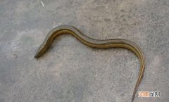 黄鳝死了变硬还能吃吗优质