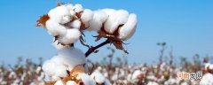 棉纤维和纯棉有区别吗