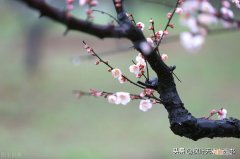 王安石的背景资料生平简介 王安石的简介