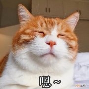 猫咪智商排行榜前五品种 智商最高的猫