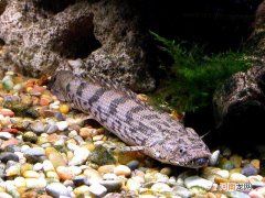 虎纹恐龙王鱼多少钱一条 虎纹恐龙王鱼