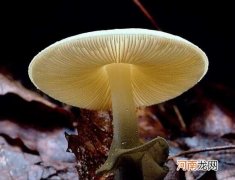 死亡天使蘑菇有毒吗 死亡天使蘑菇是什么